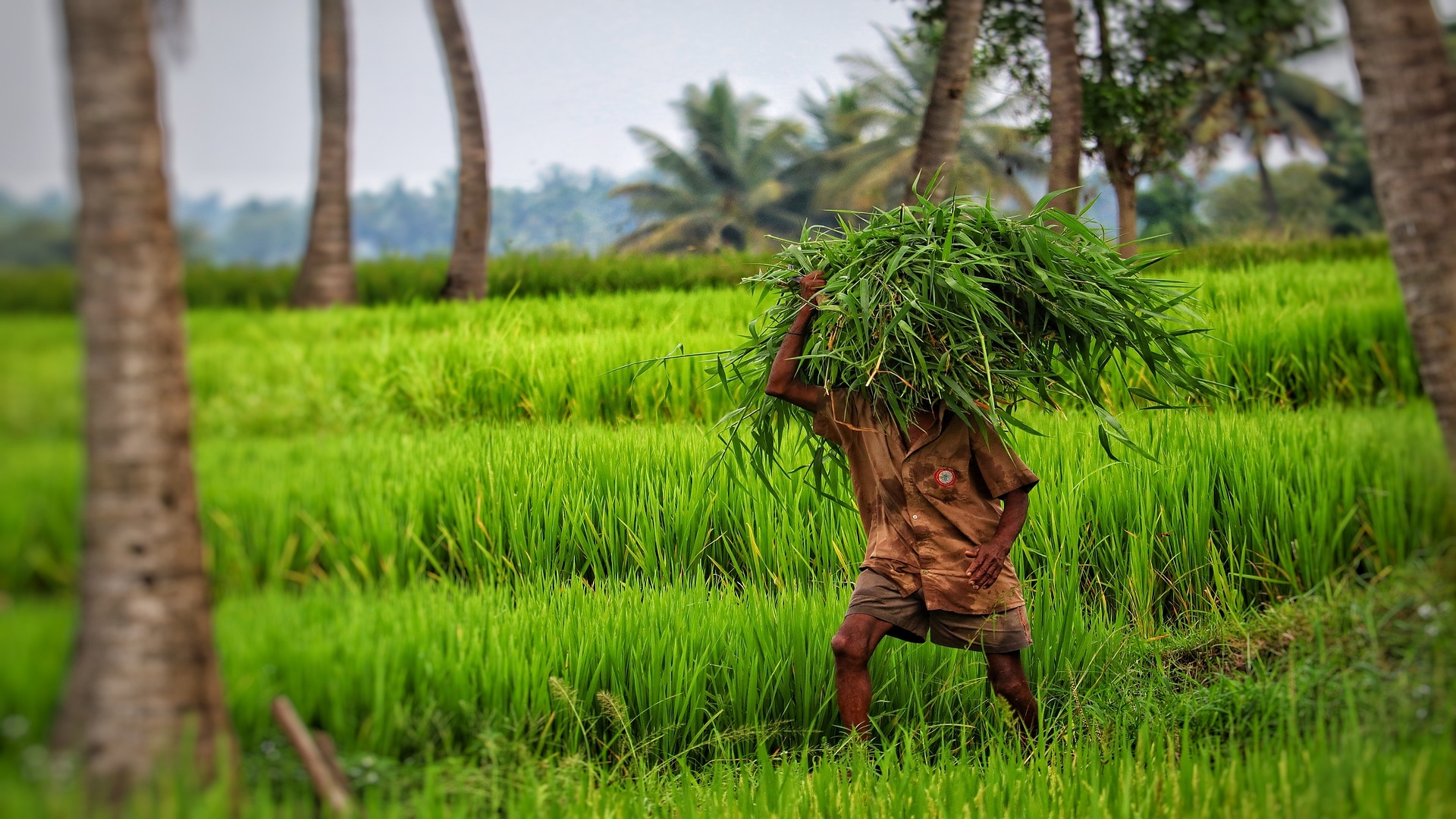 Biofertilizers: Key to Sustainable Agriculture