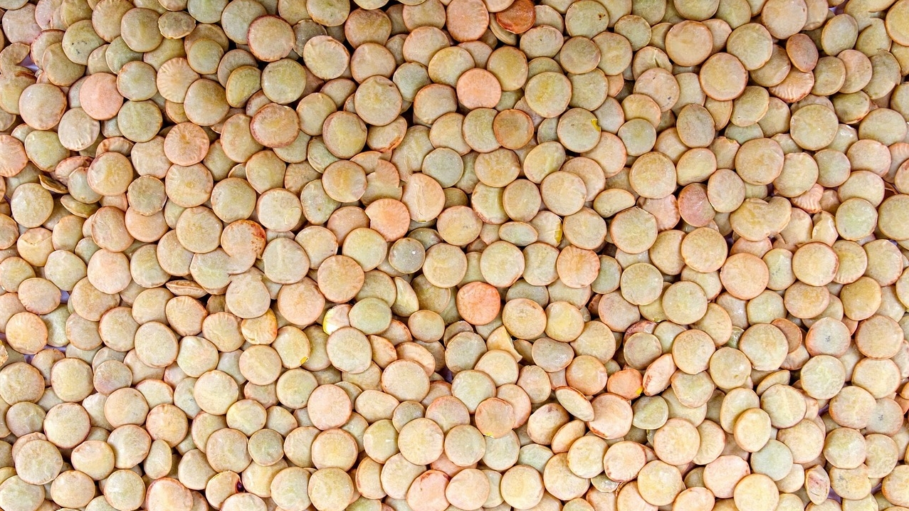 Researchers identify parts of lentil DNA that could be used to develop short-duration crops