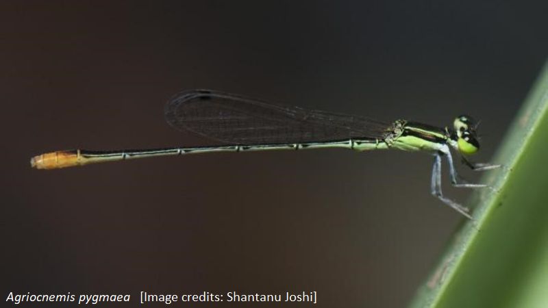 A damselfly’s colours have more to them than adding to the looks