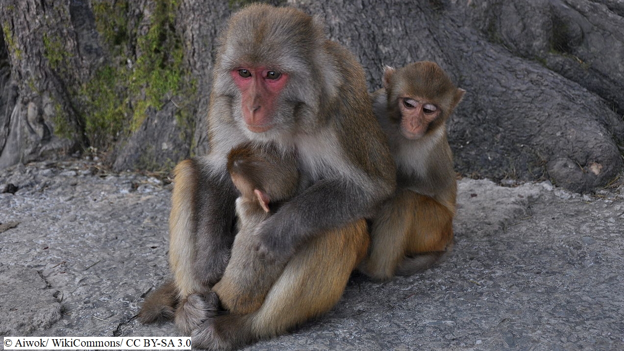 IISc study finds malarial parasites in wild Indian monkeys