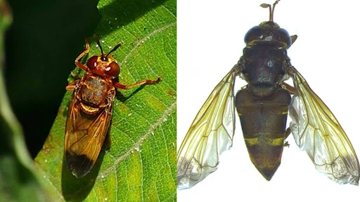 Rare ant-snacking' flies discovered in India after century-long wait