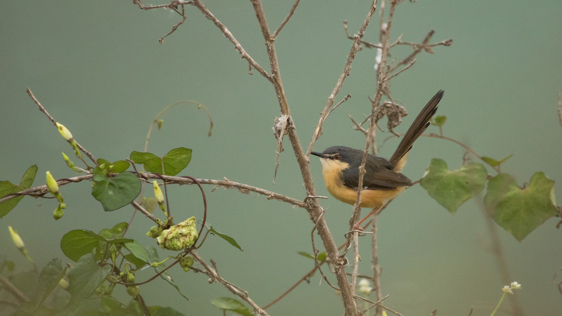 Listening to birds amidst the urban hustle-bustle