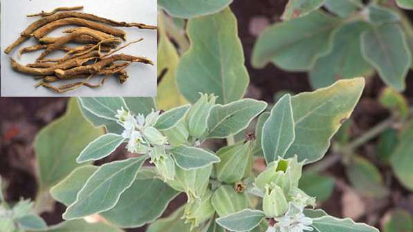 Vermicompost betters the yield of Ashwagandha, shows study