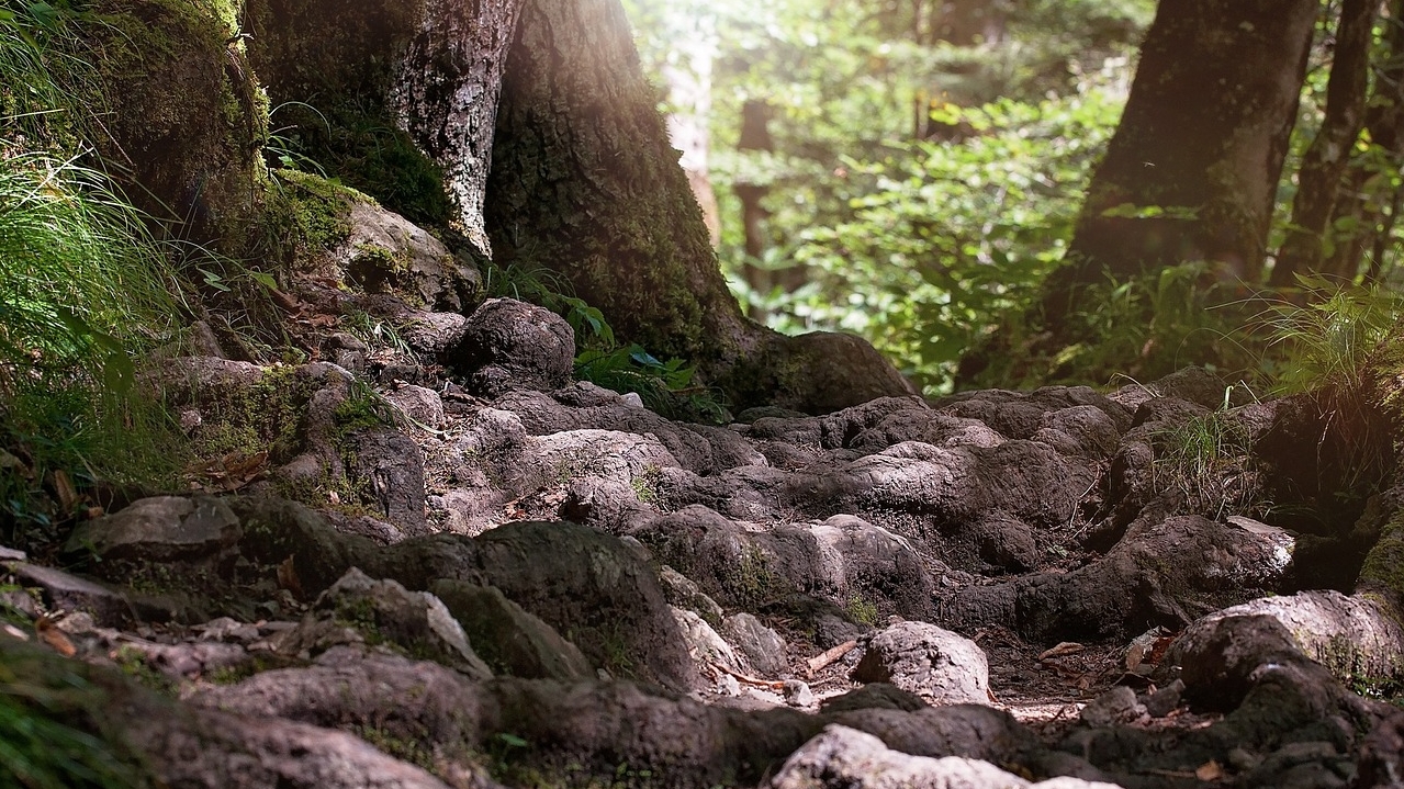 Friends with benefits? Researchers describe the ‘rhizophagy’ cycle in plants