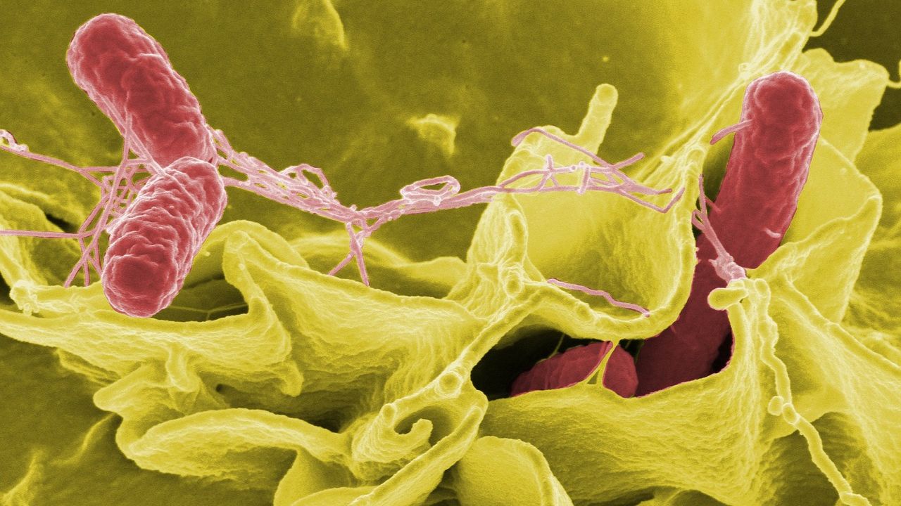 Study reports a decline in typhoid cases in India