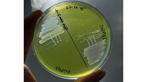 Researchers discover Brachybacterium netajii, a new pollution-eating bacteria from Hooghly