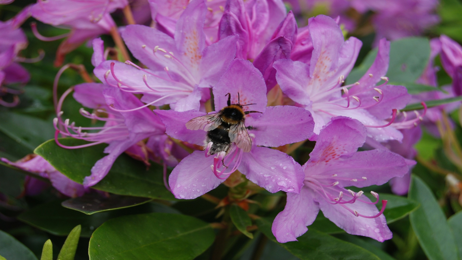 The allure of flowers