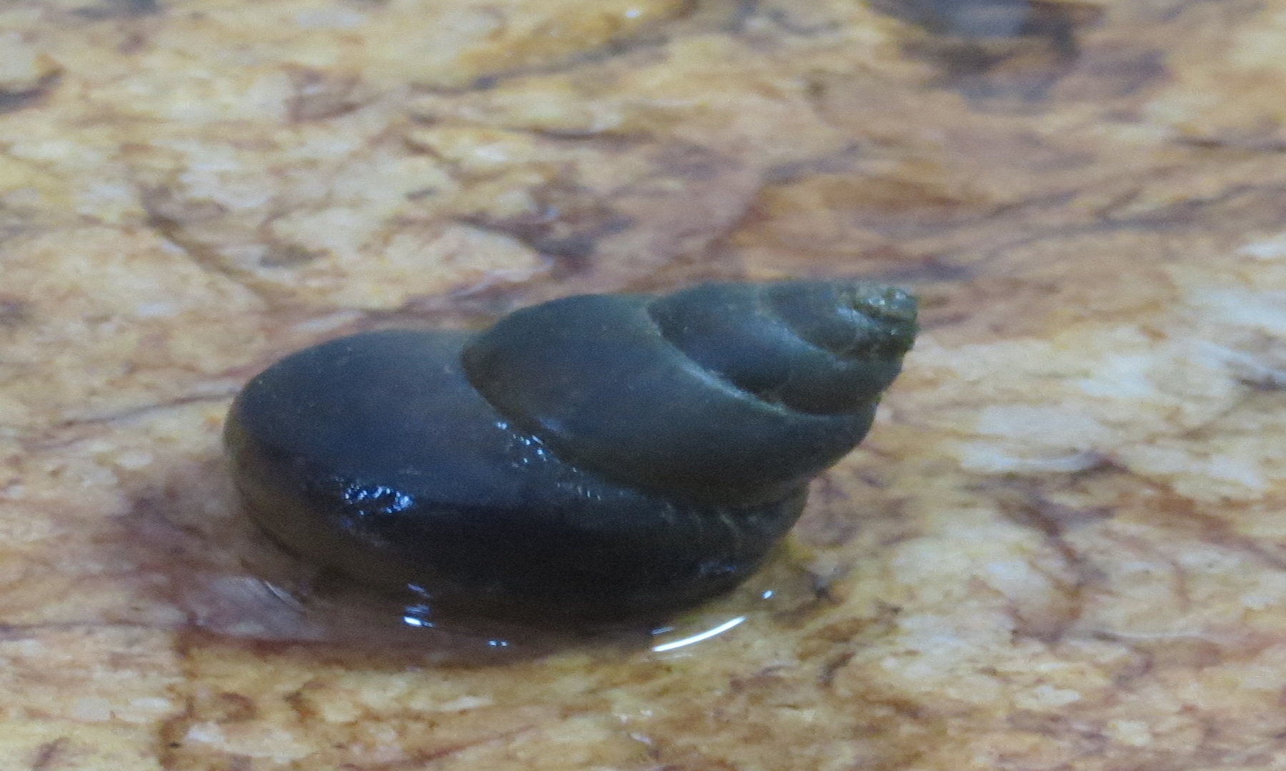 Mystery river snail reveals dispersal events into Indian subregion