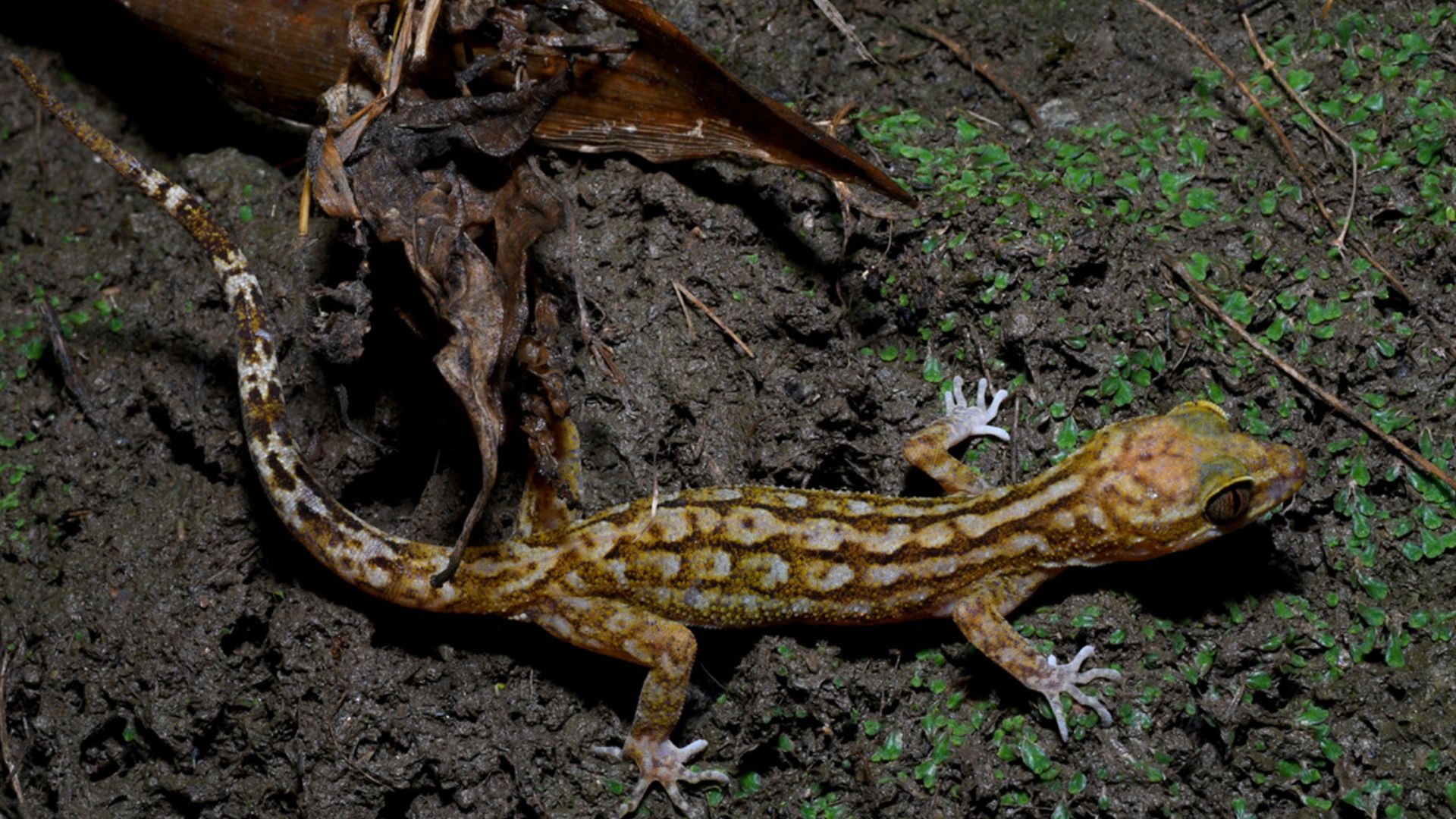 Another bent-toed gecko species discovered in Darjeeling's mountains