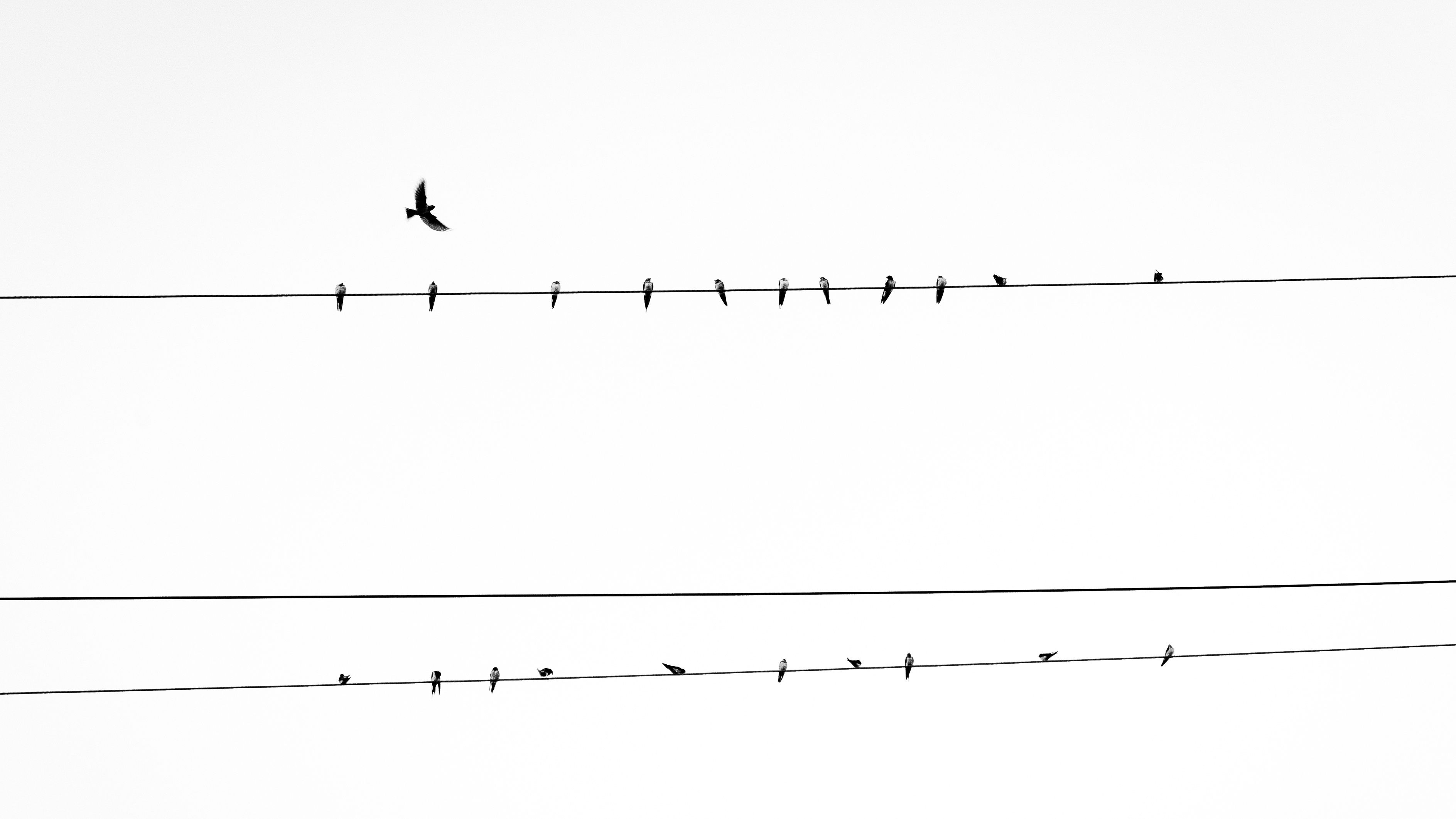 Do birds prefer the quiet countryside over cities?