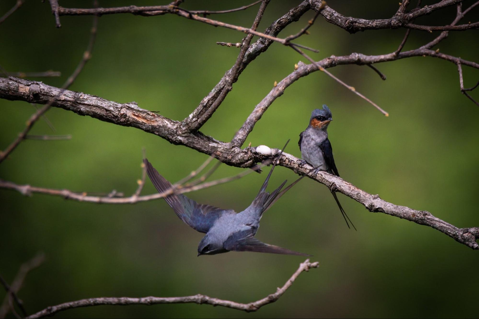 Nature's parenting paradox: Males, not females, may gain more by caring for their young