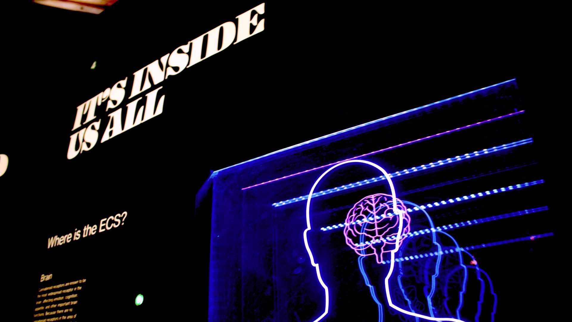 What type of intelligence do you have?