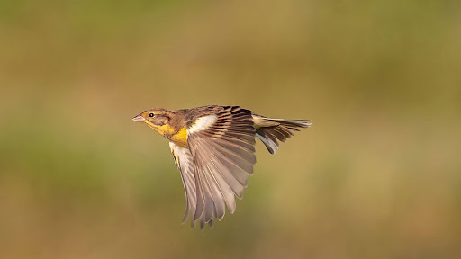 First Multi-Country Census Reveals Over 180,000 Critically Endangered Yellow-Breasted Buntings