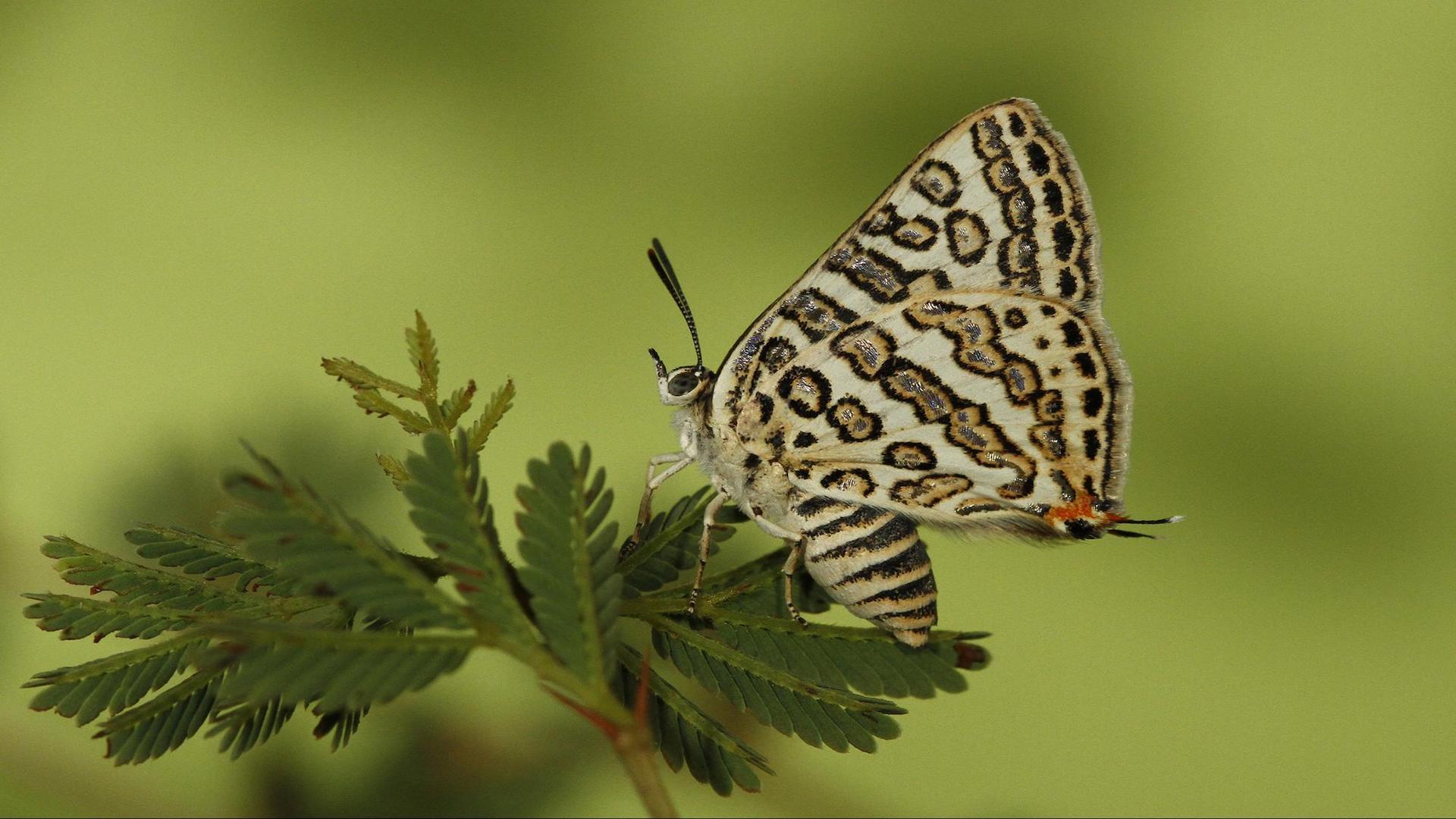 Understanding the basis of the amazing association between butterflies and ants