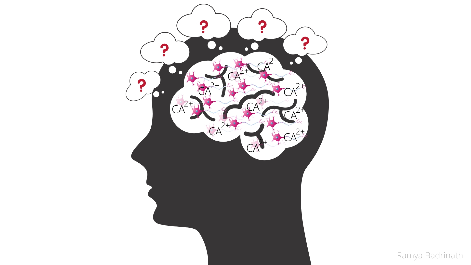 Calcium regulation may be making way for new memories in your brain, finds study
