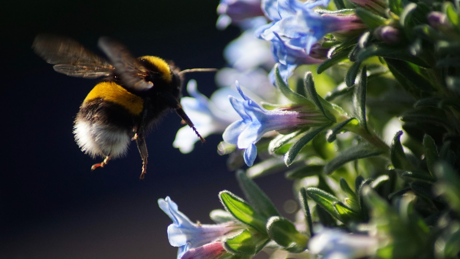 Using virtual reality to understand how insects fly
