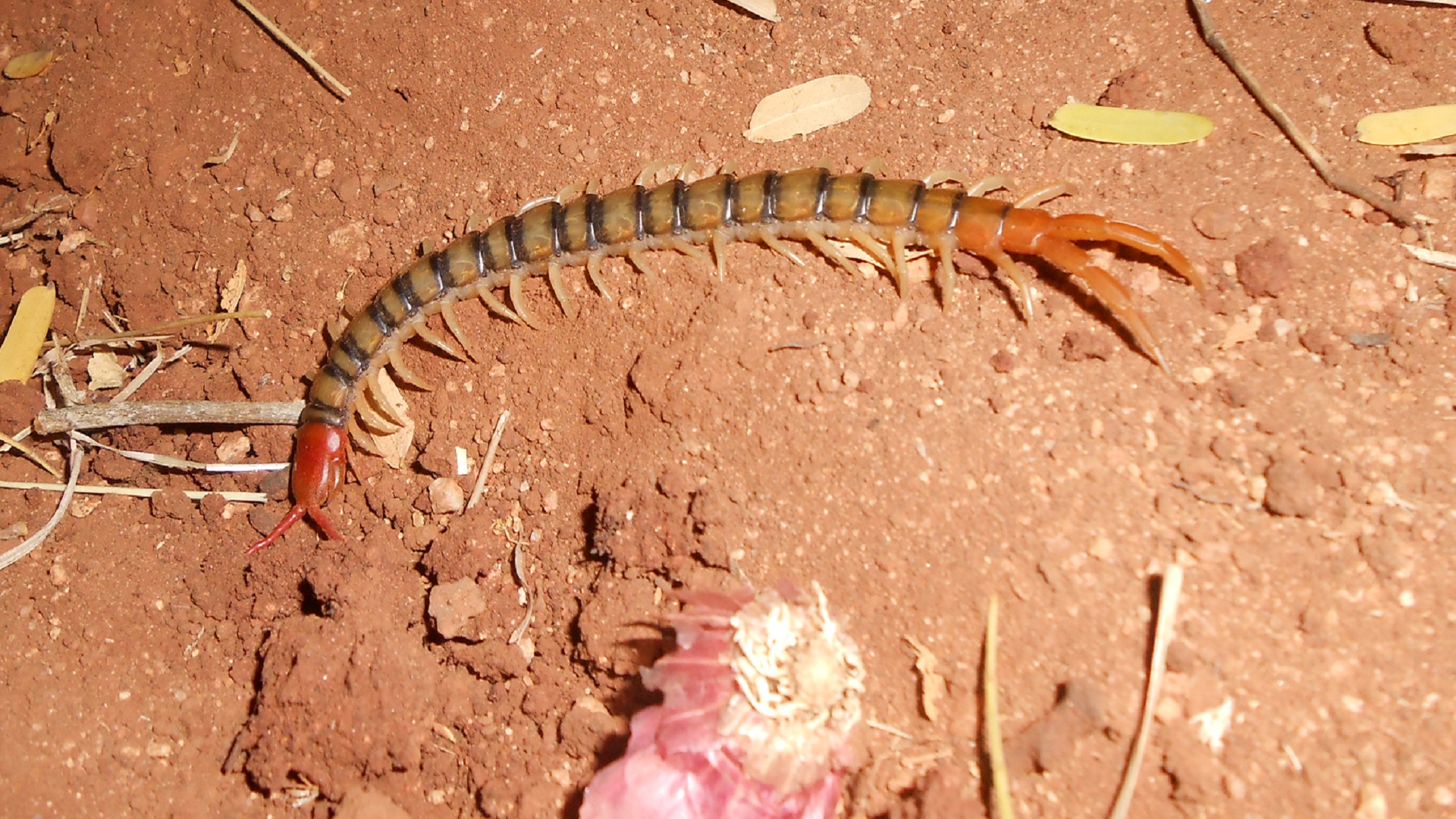 Scientists attempt to understand the distinguishing features of giant centipedes in Peninsular India
