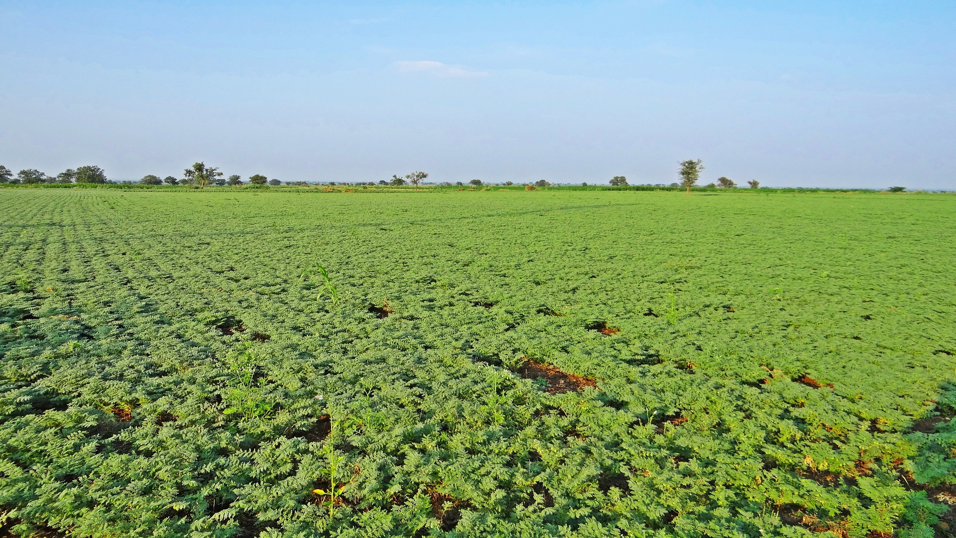 கொண்டைக்கடலையின் விளைச்சலை மேம்படுத்தும் உள்ளூர் வேர்முடிச்சு நுண்ணுயிரி