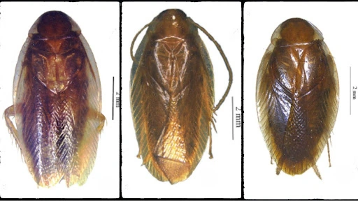 Two new species of Cockroaches discovered from Meghalaya and Jharkhand, first record of the genus from India