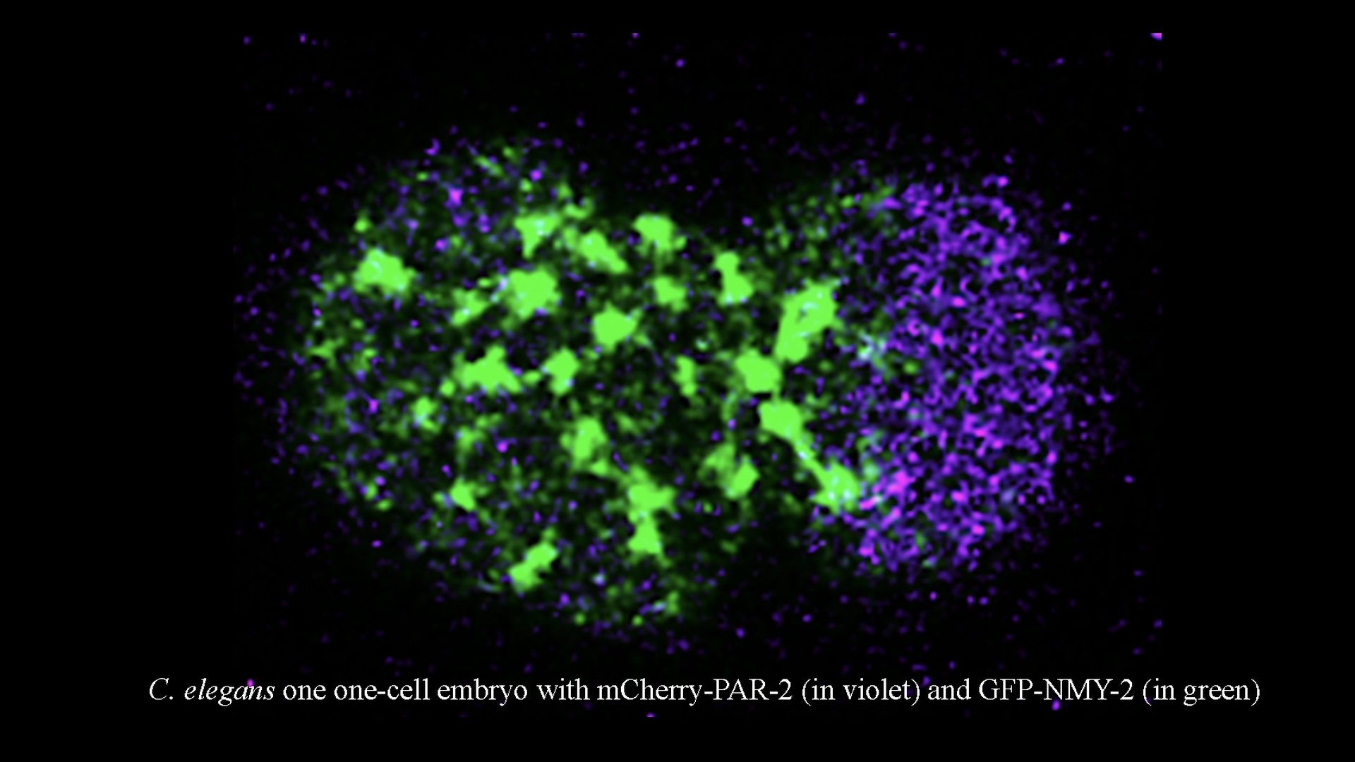 IISc study unravels vital proteins behind proper cell division