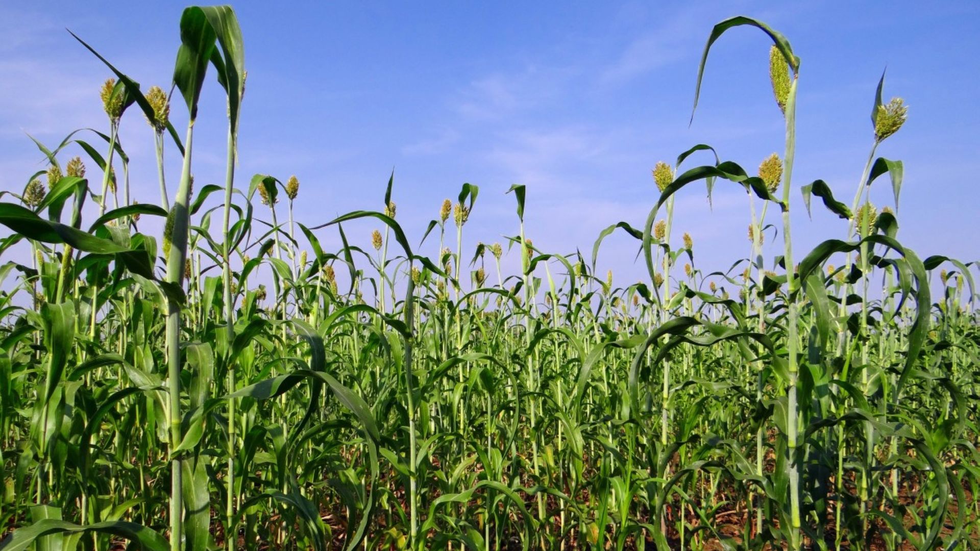 India’s Farmlands Vulnerable to Climate Change