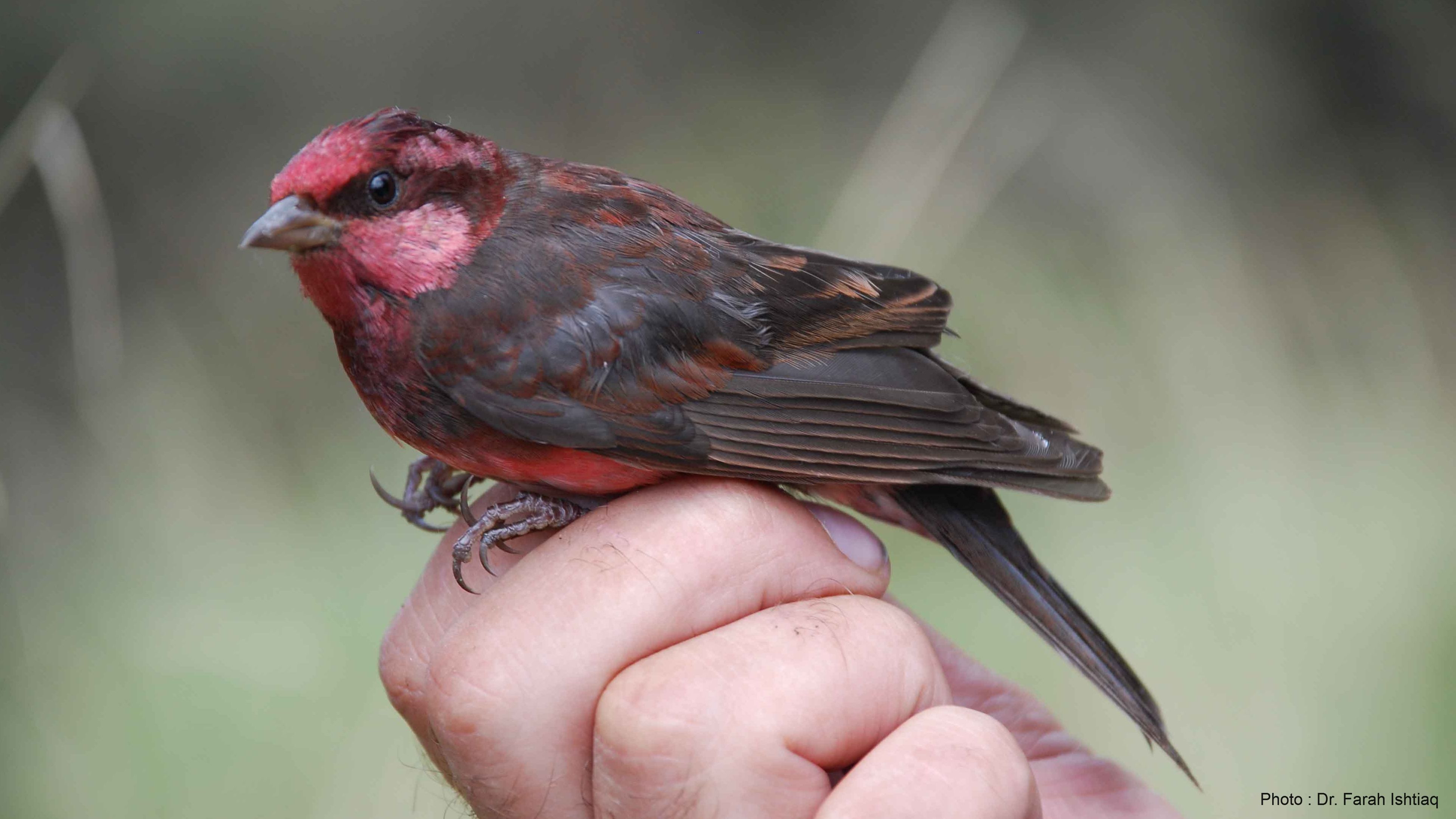 Is malaria sucking up oxygen in the Himalayan birds?