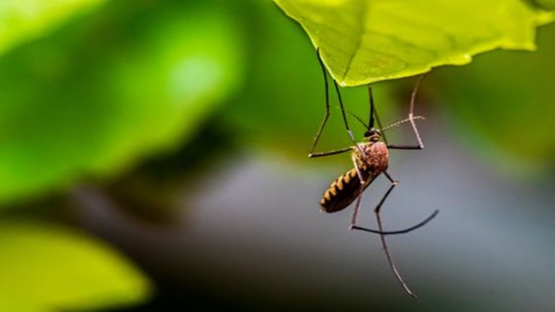 New technology could reduce delayed diagnosis and help differentiate malaria parasite species for effective treatment