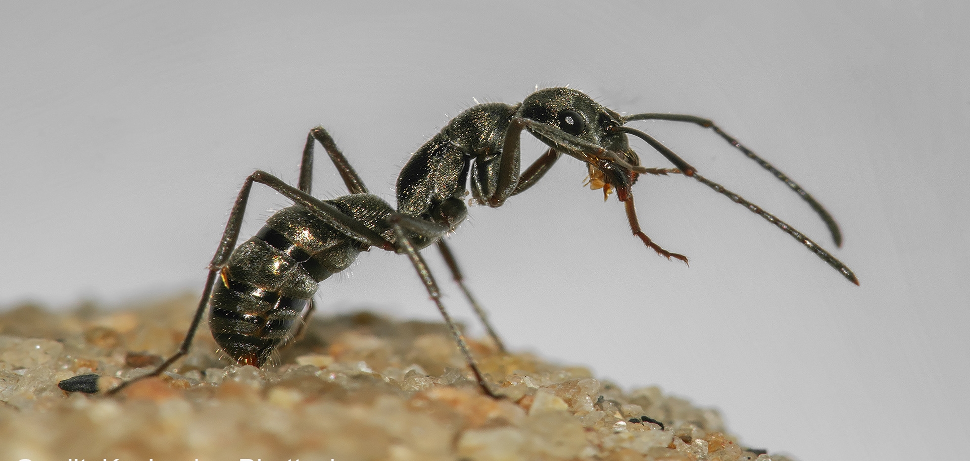 For these ants, the road to their new nest is almost never long