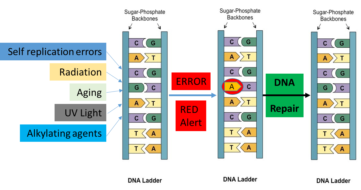 DNA Repair: A Disaster recovery plan