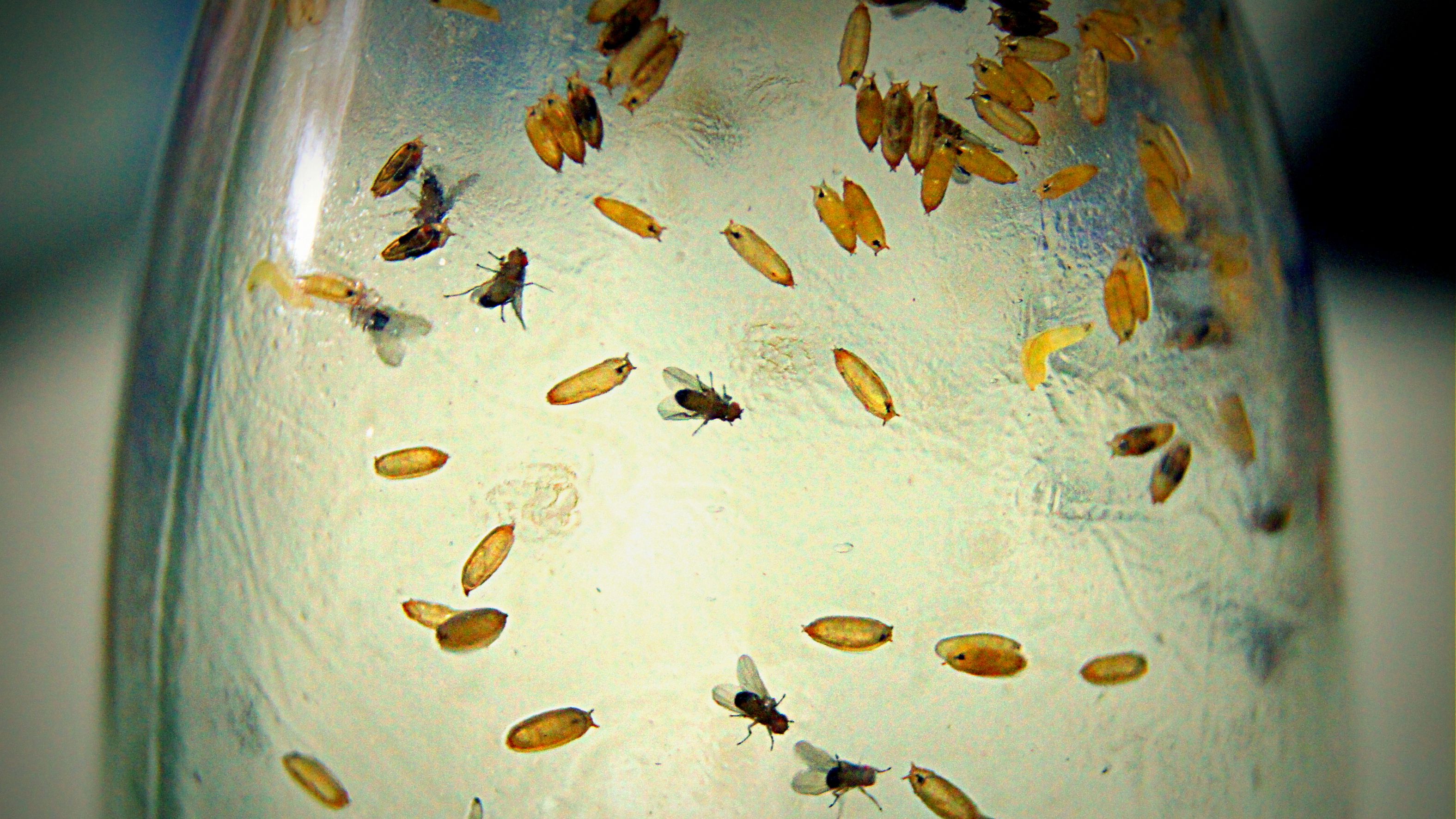 To eat or not to eat—How the fruit fly crinkles up its snout in distaste!