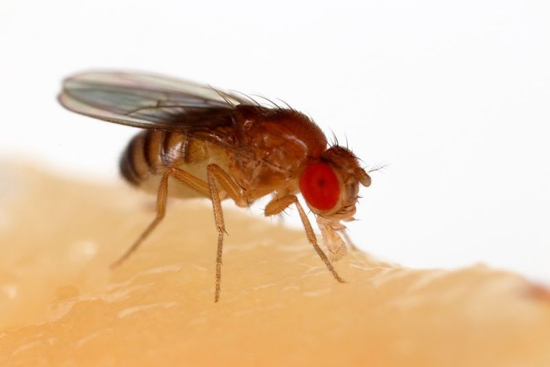 Study reveals environmental factors that influence how organisms move