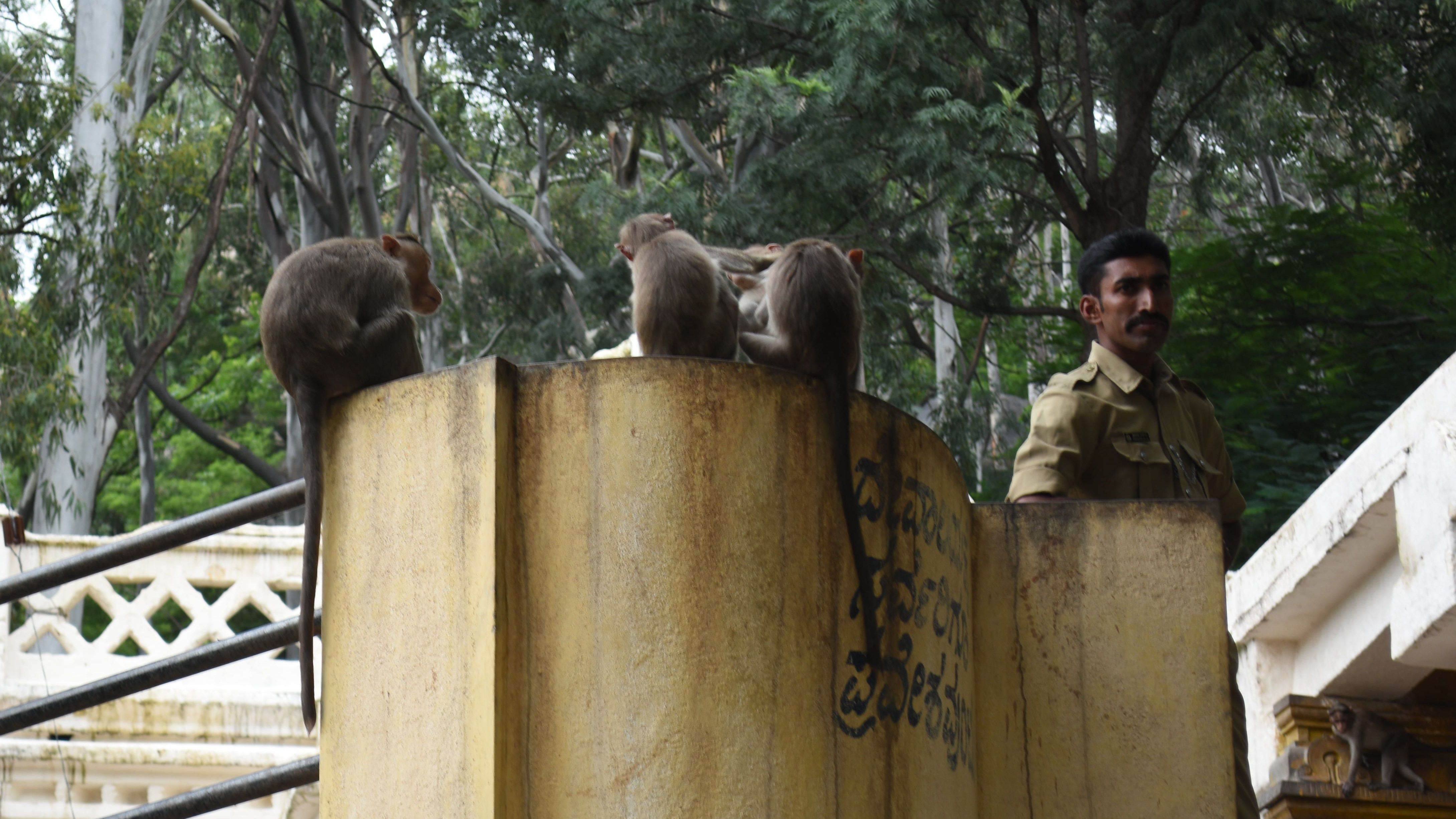 Can an animal behaviourist and an environmental geographer help the coexistence of animals and humans?