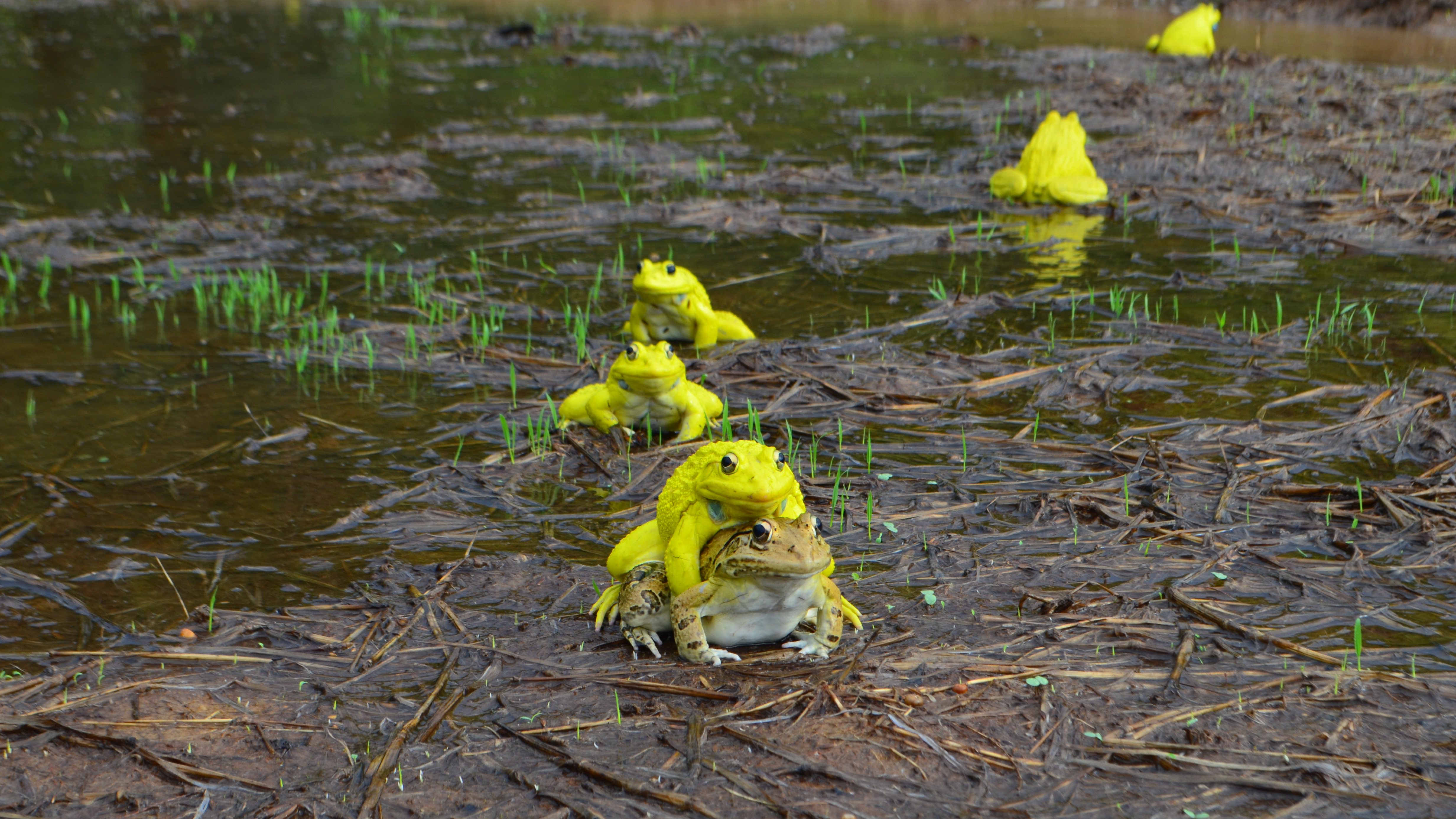 Croak croak, who’s there? Bullfrogs in the Andamans