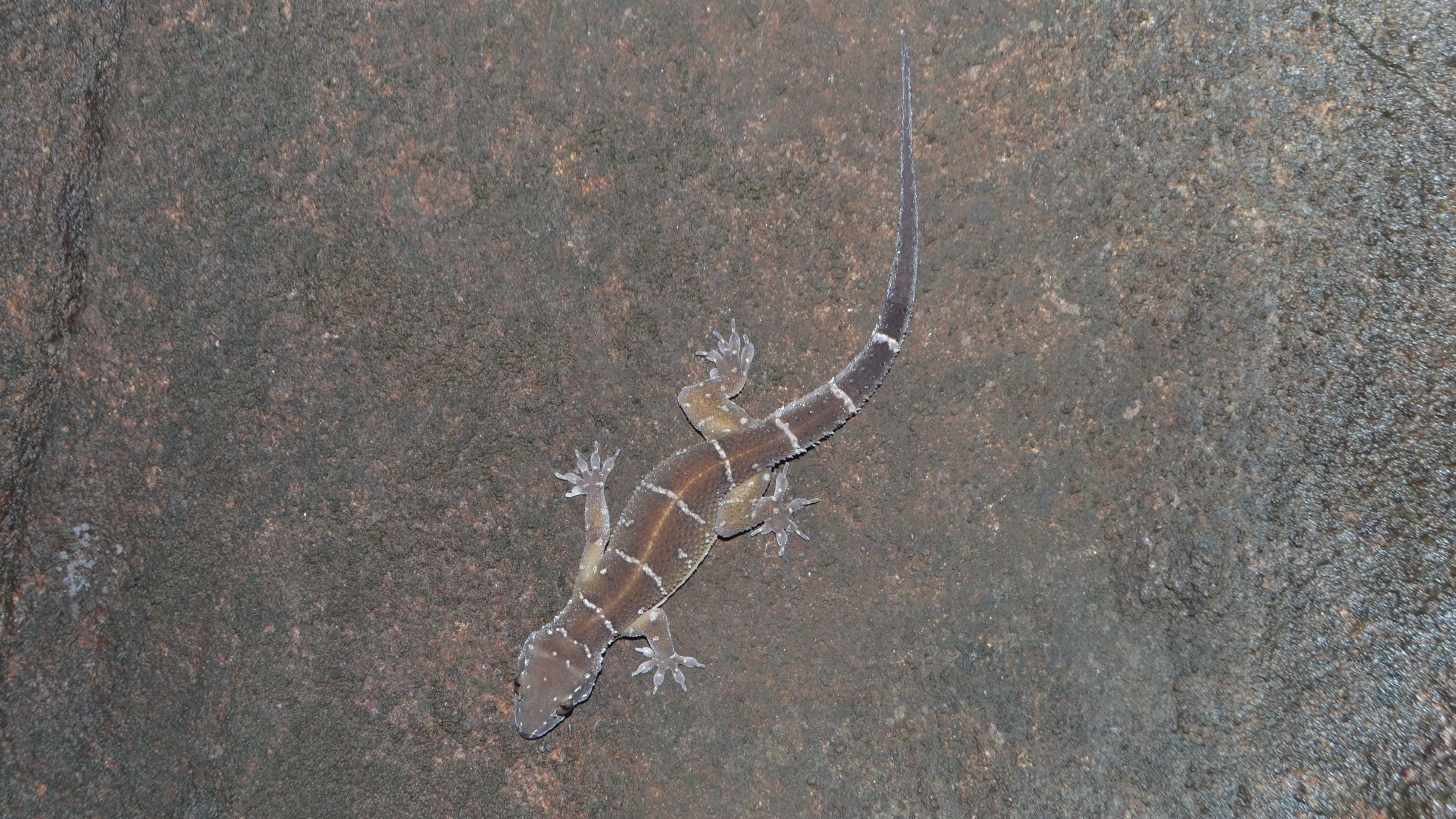 Looks can be deceiving: The topsy-turvy case of Hemidactylus triedrus, the termite hill geckos