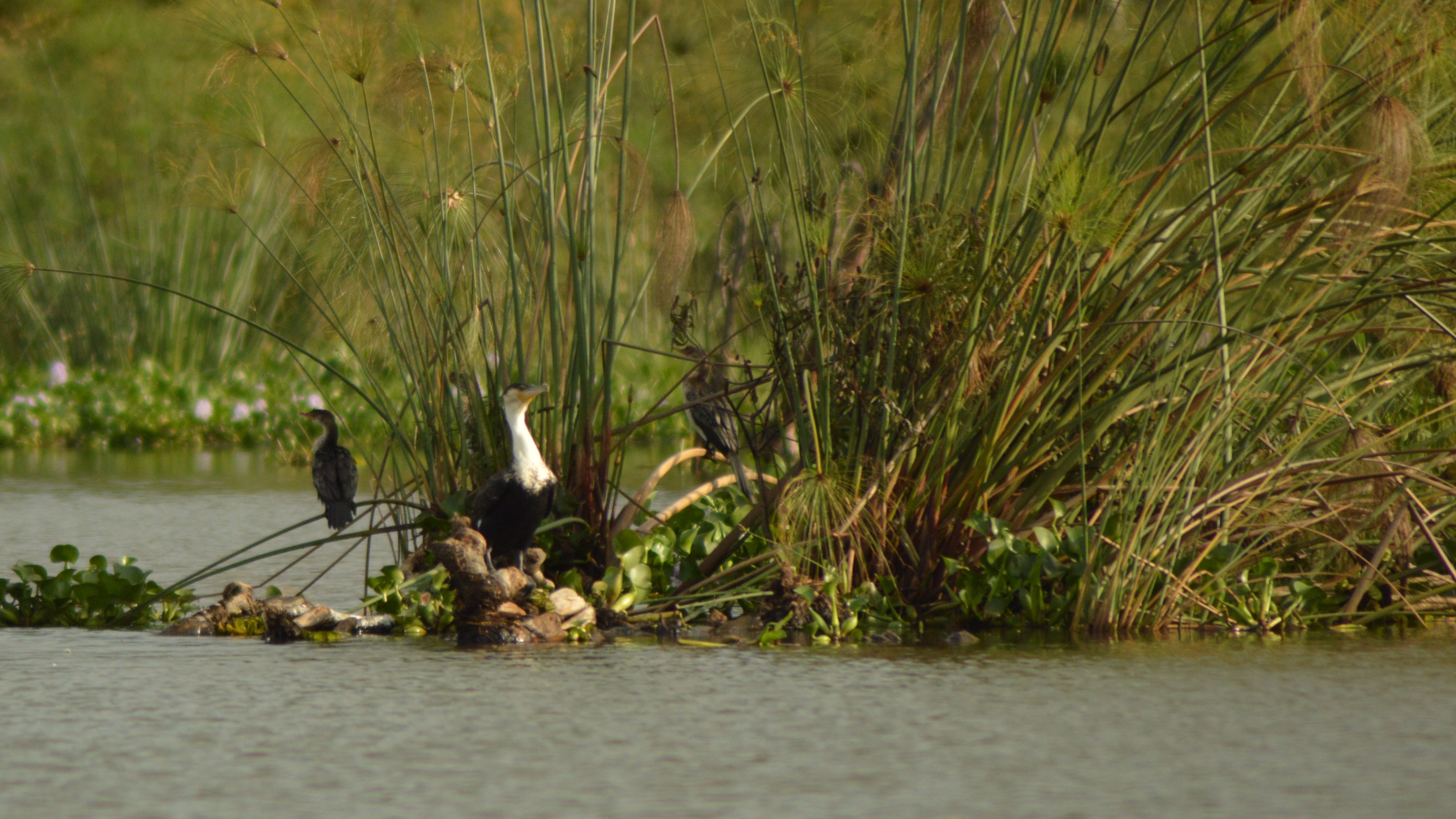 Friends without borders? Study explores why animals from different species hangout together