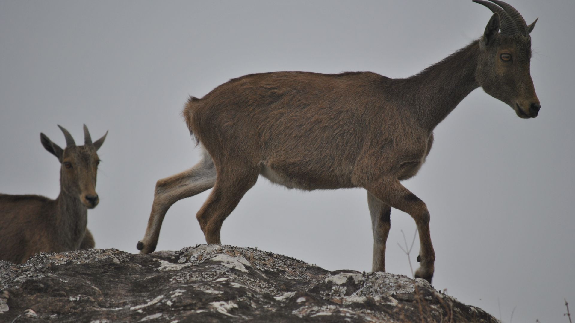 The changing climate could soon drive the Nilgiri Tahrs out of the mountains, finds study
