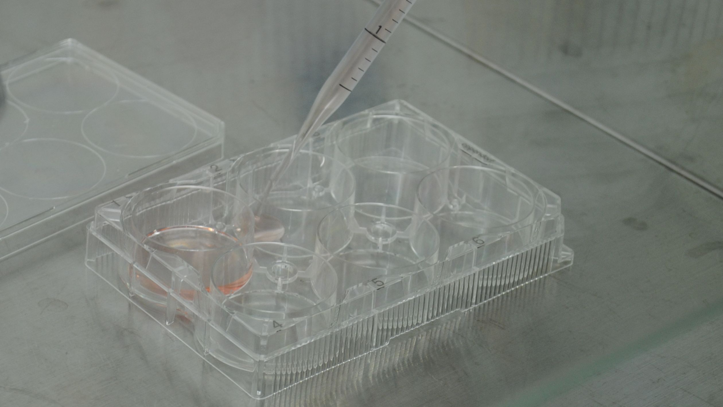Crafted in the crowd: Cell density influences the shape and growth of stem cells, shows study