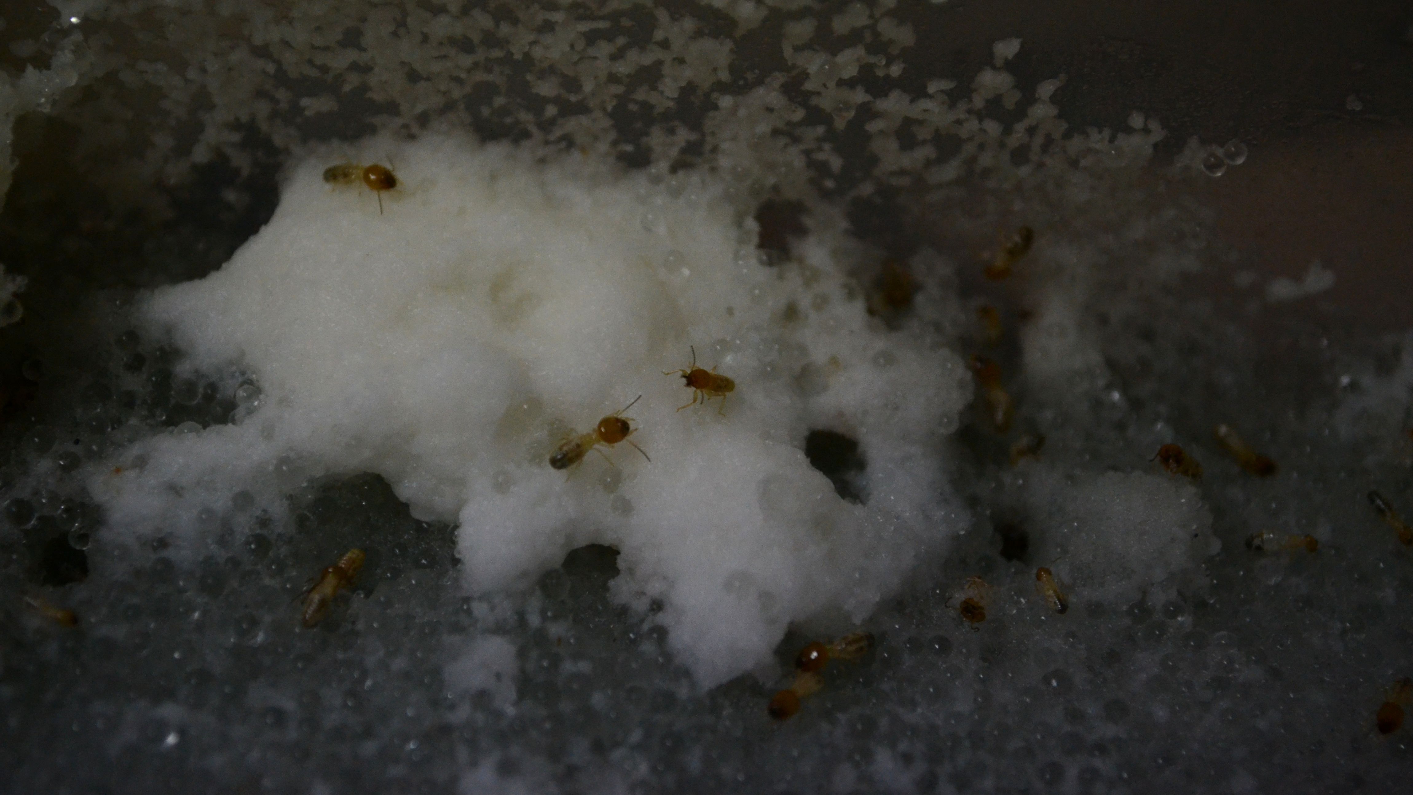 Sniffing out weeds, the termite way