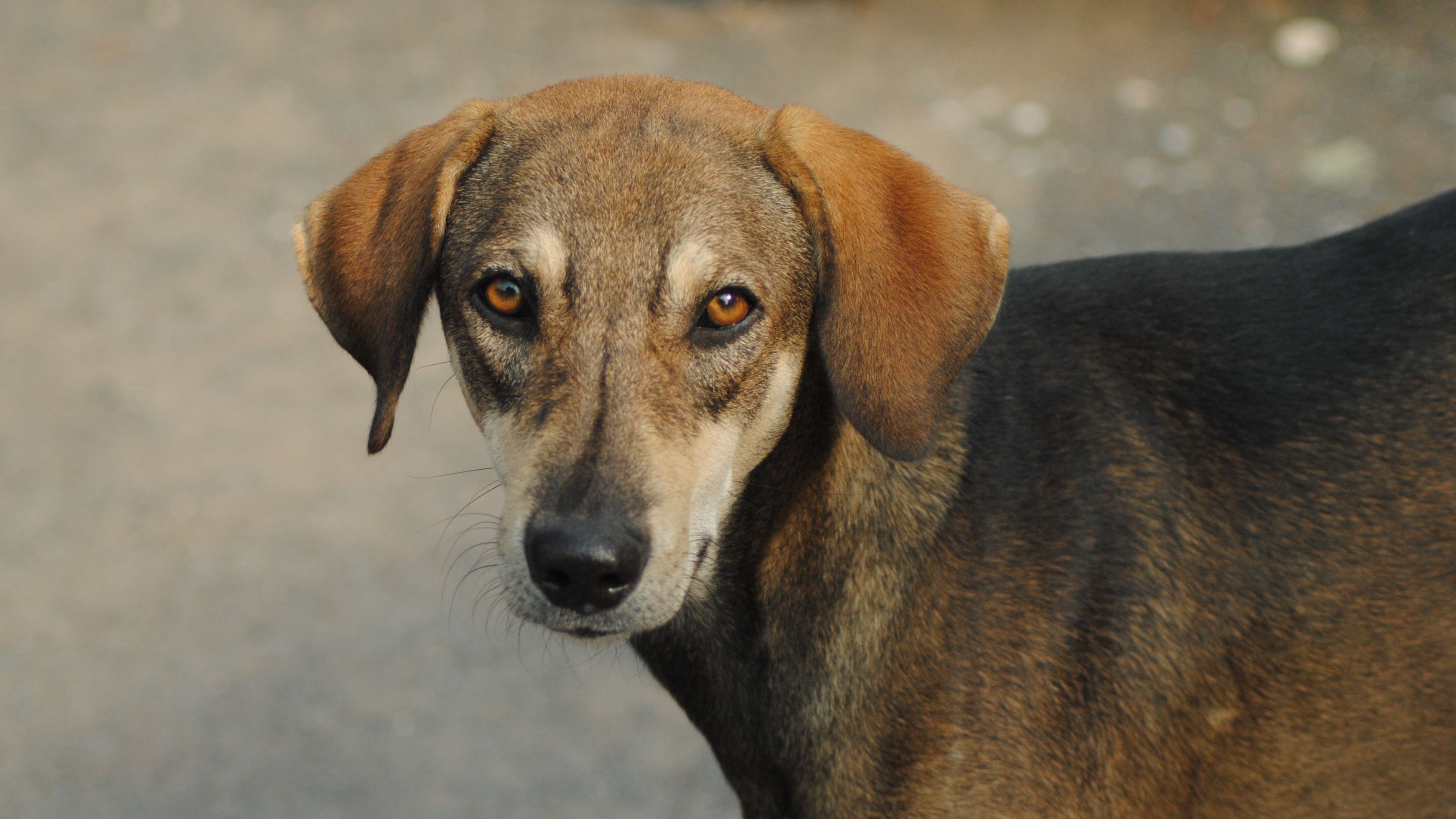 Is man’s best friend biodiversity’s enemy?