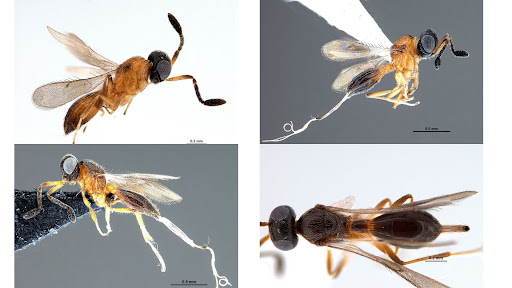 Ten new species of tiny, parasitoid wasps discovered in West Bengal and Assam
