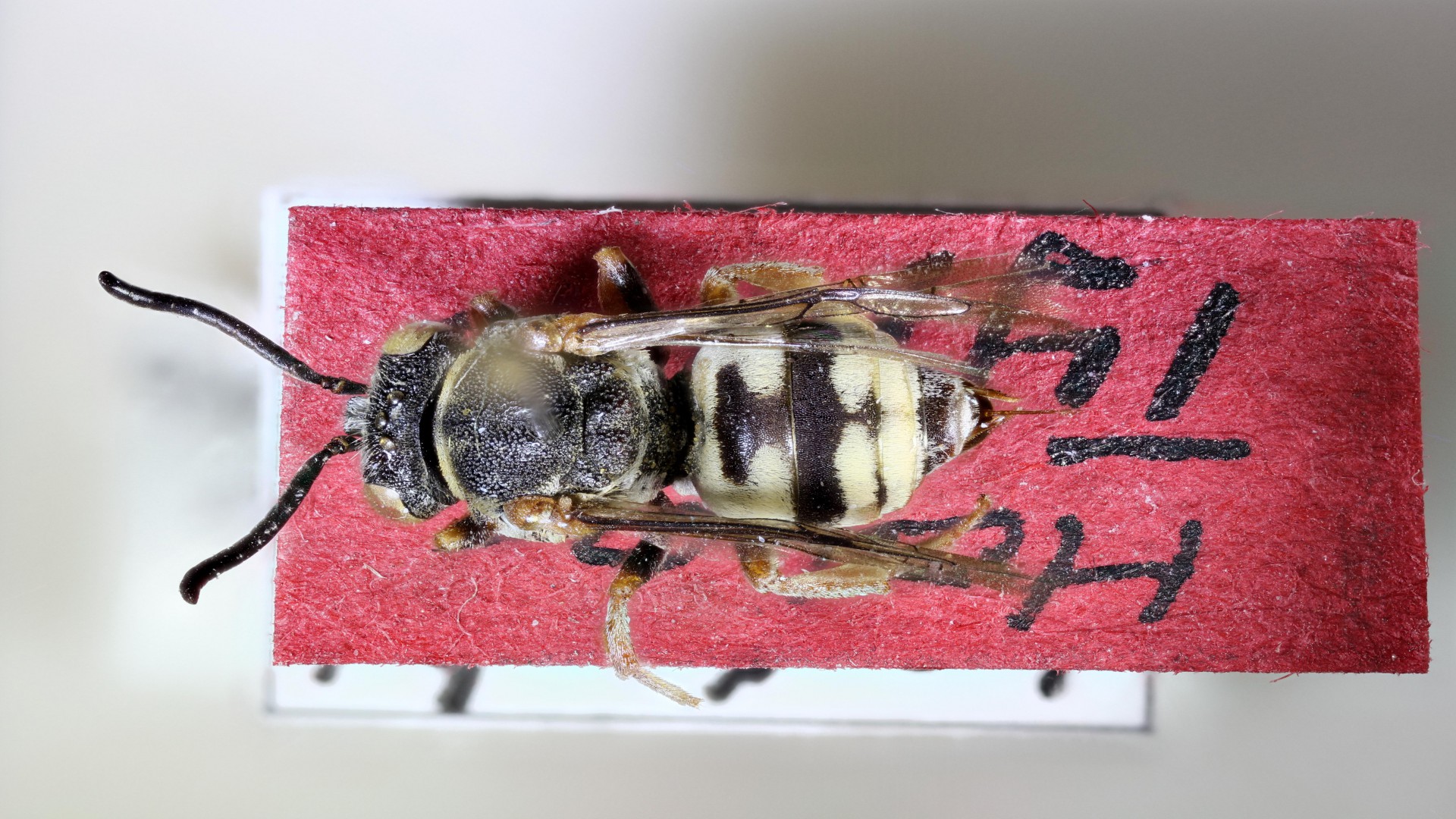 When an Austrian museum held the key to the rediscovery of an Indian cuckoo bee species