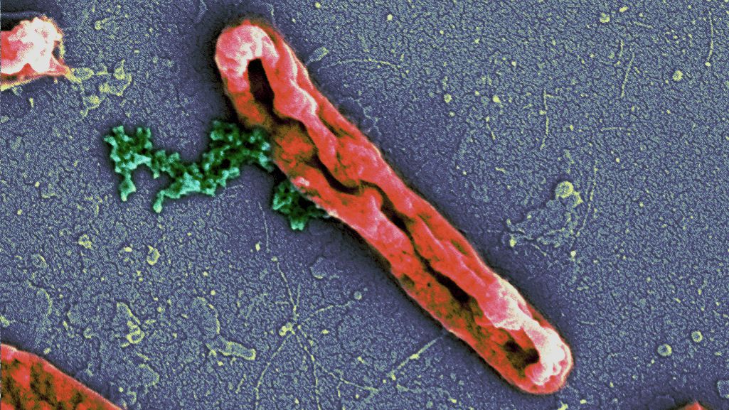 A ‘Peptide’ Missile to Combat Multidrug Resistance: Scientists decipher the 'Grammar' of drug molecules