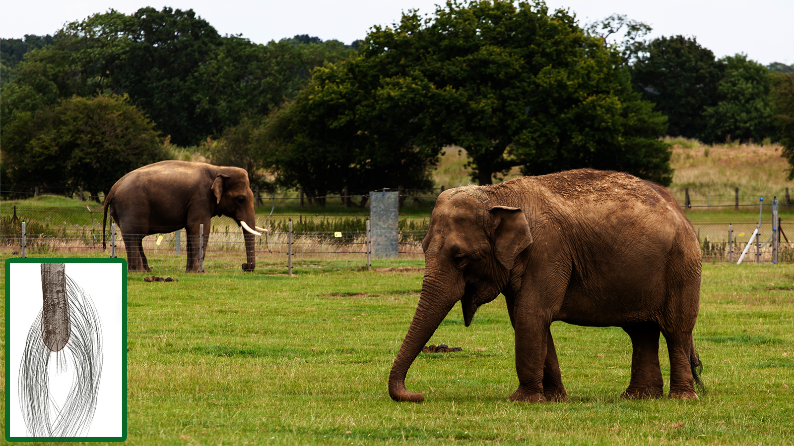 Elephant’s tail tresses can tell their stress tales