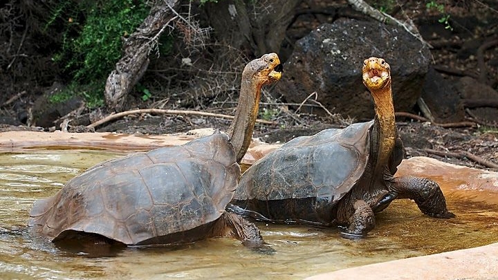 Here’s why laboratory science alone cannot solve the extinction crisis