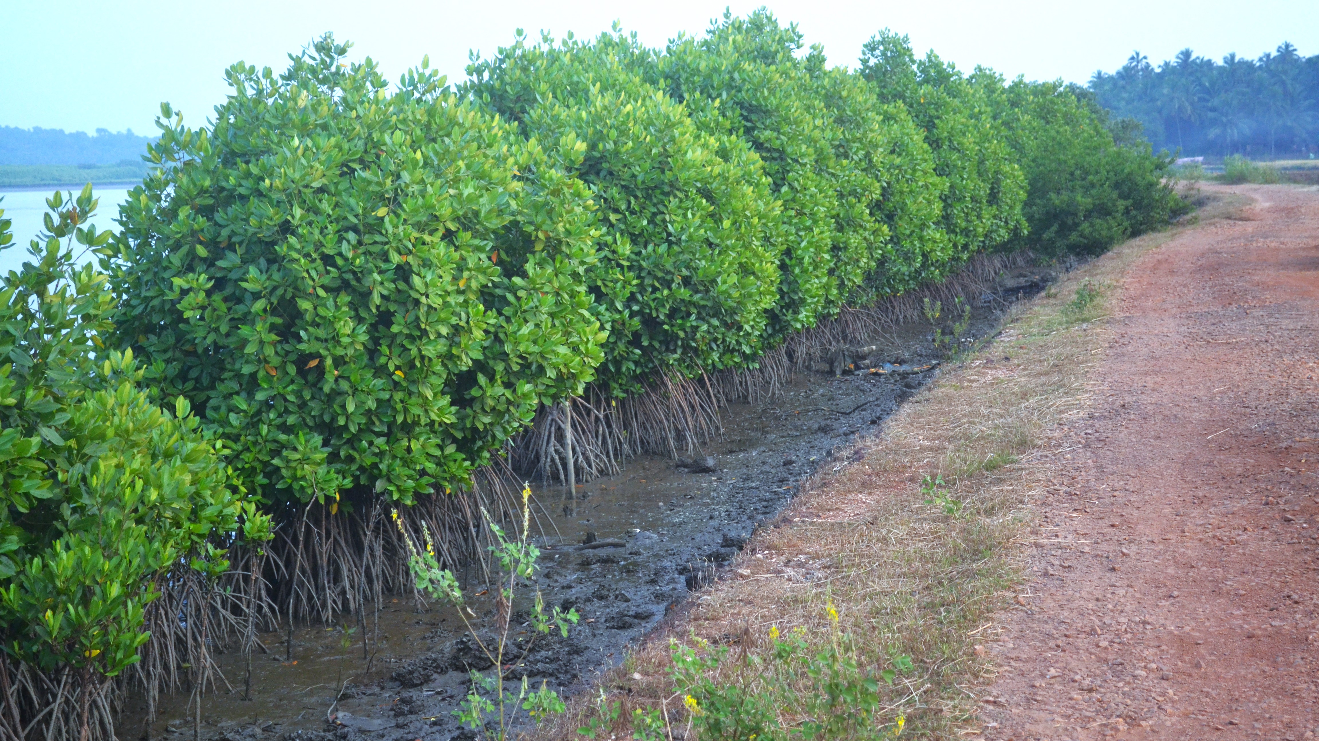 Understanding Microplastics in Mumbai's Mangroves