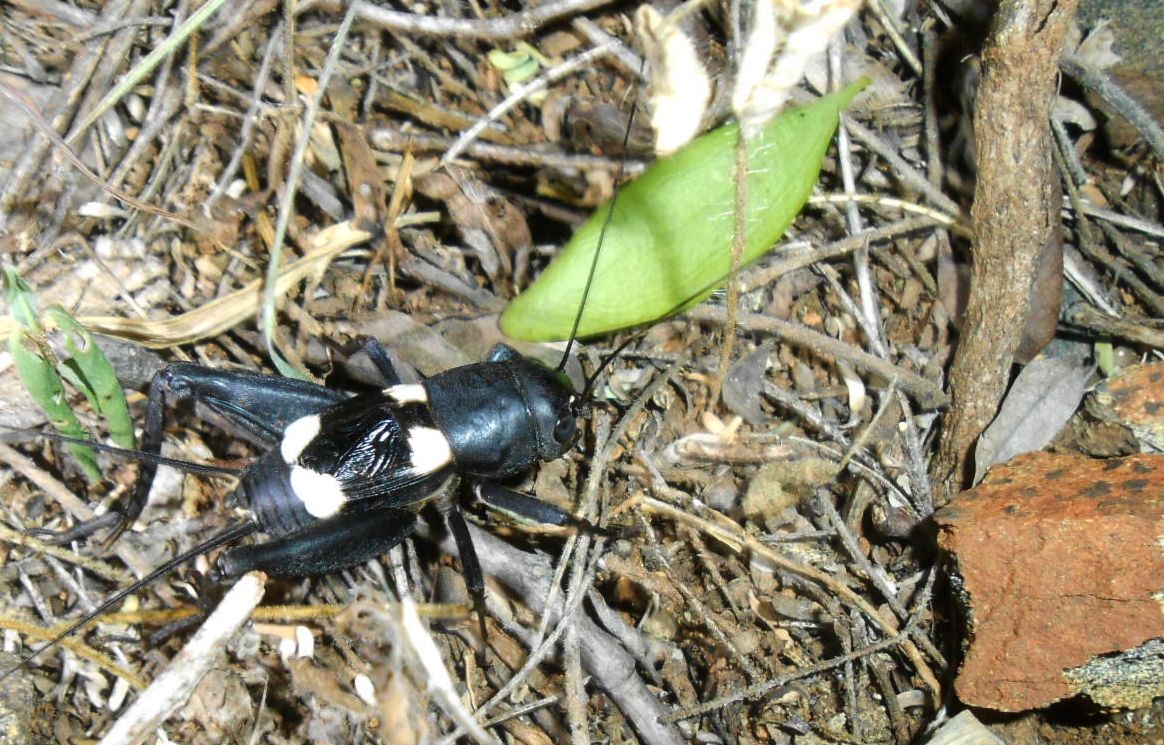 Understanding the call of crickets