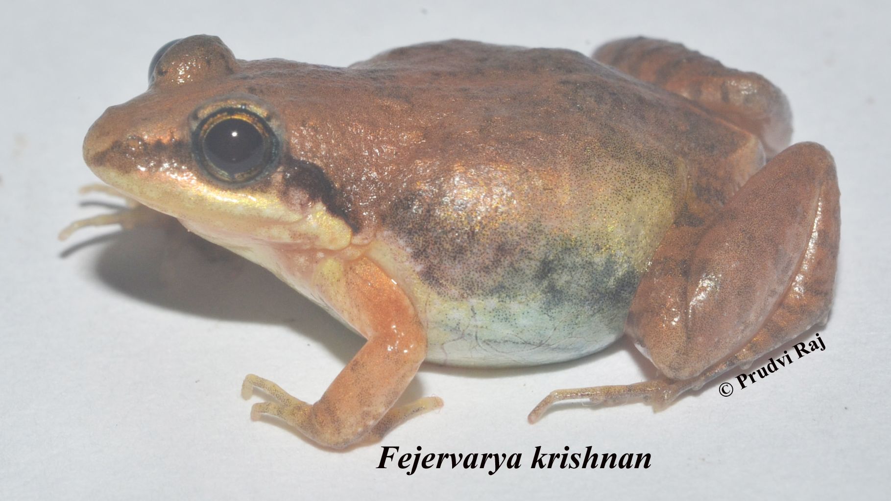 ಮತ್ತೆರಡು ಹೊಸ ‘ಚಿಮ್ಮಂಡೆ ಕಪ್ಪೆಗಳು’ ಪತ್ತೆ