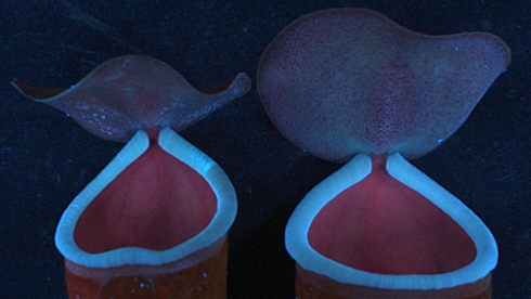 Fatal attraction: Study deciphers the role of carbon-dioxide in attracting prey in pitcher plants