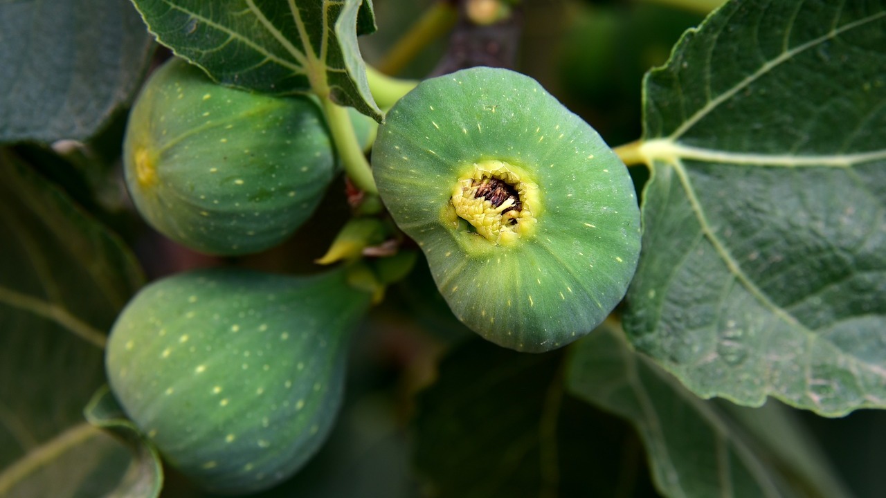 How mighty are the fig wasps?