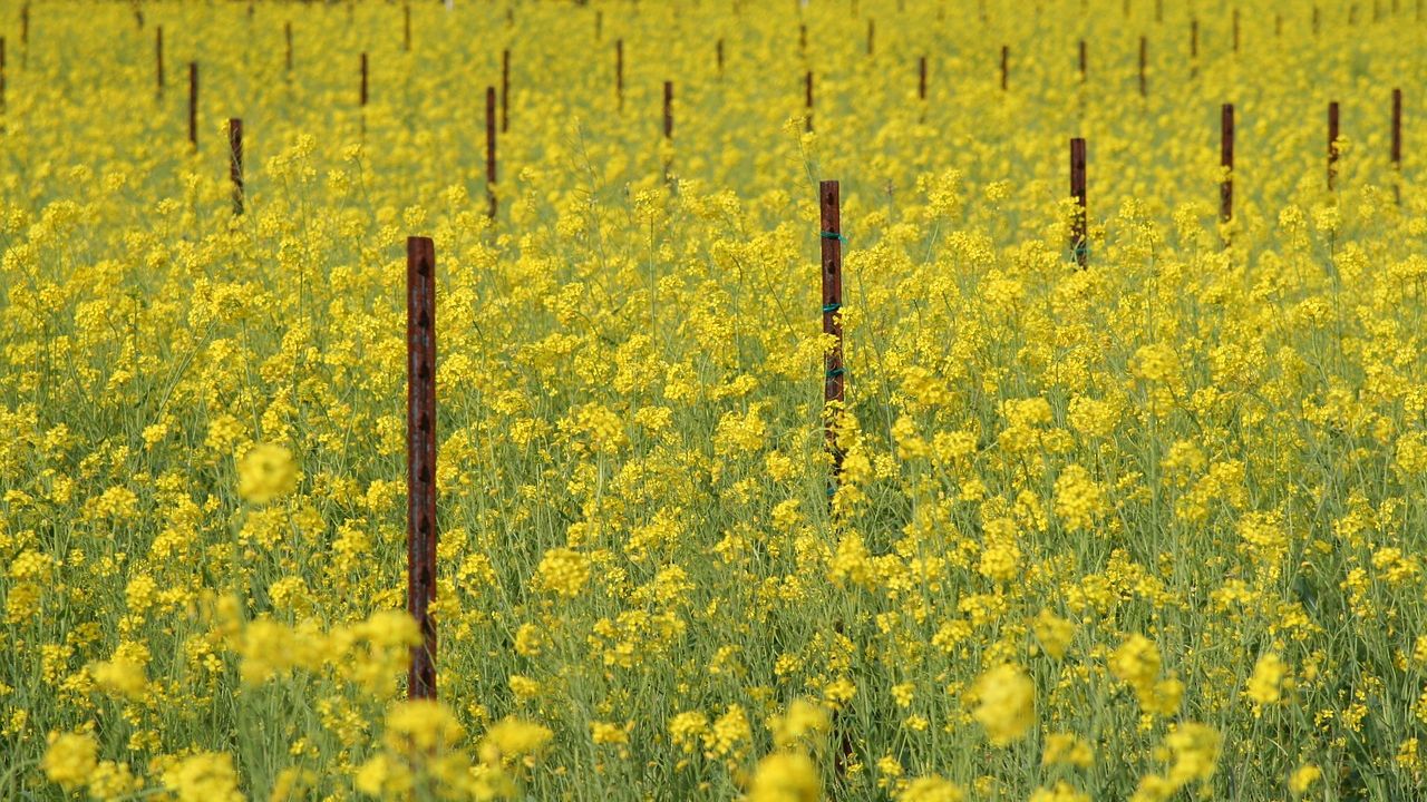 Tracing the footsteps of aphids to save India’s mustard crops